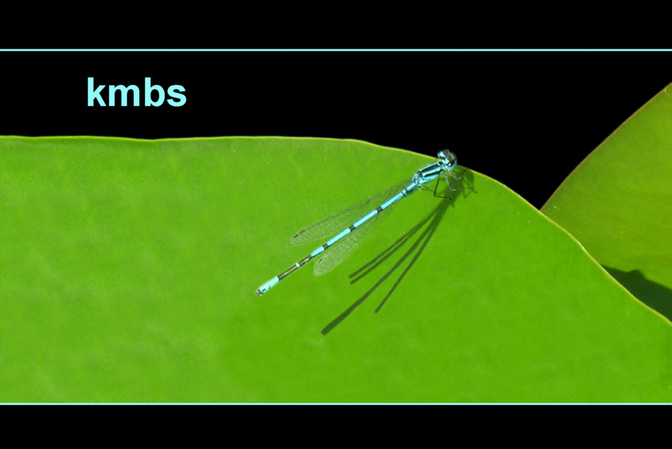 kmbs kmbioservices Miller